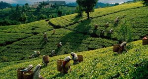 Exploring the Top Tourist Places in Bangladesh