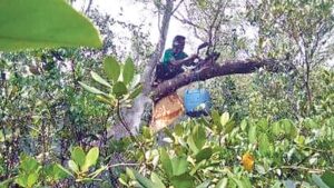 Mowals of Sundarban